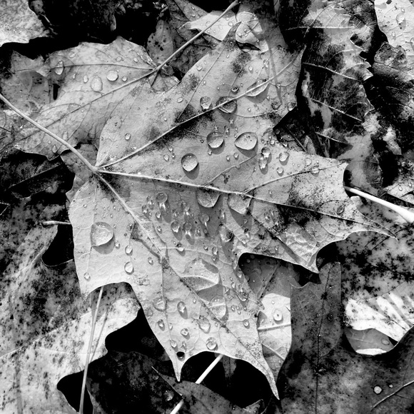 Meet your Posher, Meghan - Picture 1 of 1